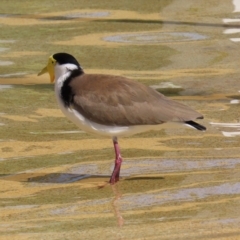 Vanellus miles (Masked Lapwing) at Airlie Beach, QLD - 19 Aug 2024 by lbradley