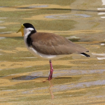 Vanellus miles (Masked Lapwing) at Airlie Beach, QLD - 19 Aug 2024 by lbradley