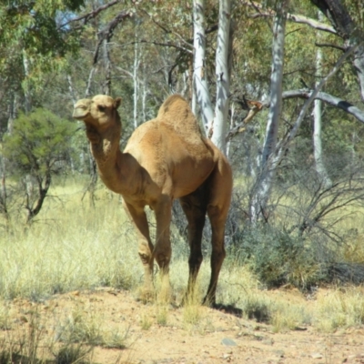 Camelus dromedarius (Camel, Dromedary) at Burt Plain, NT - 16 Aug 2015 by MB