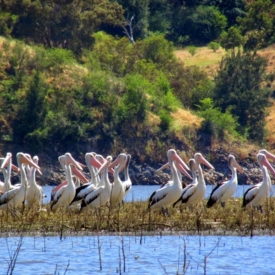 Pelecanus conspicillatus (Australian Pelican) at Cavan, NSW - 28 Nov 2014 by MB