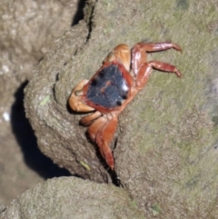 Metopograpsus sp. (genus) (A Crab) at Airlie Beach, QLD - 19 Aug 2024 by lbradley