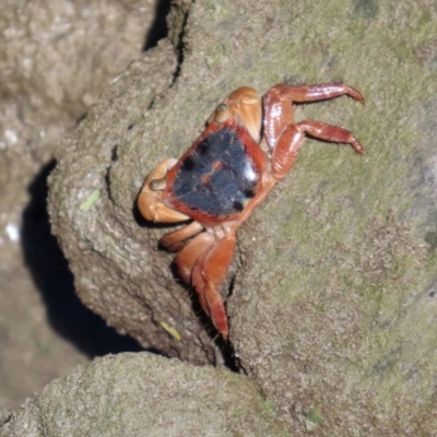 Metopograpsus sp. (genus) (A Crab) at Airlie Beach, QLD - 19 Aug 2024 by lbradley