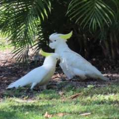 Cacatua galerita (Sulphur-crested Cockatoo) at Airlie Beach, QLD - 19 Aug 2024 by lbradley