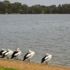 Pelecanus conspicillatus (Australian Pelican) at Tuross Head, NSW - 24 Nov 2014 by MB