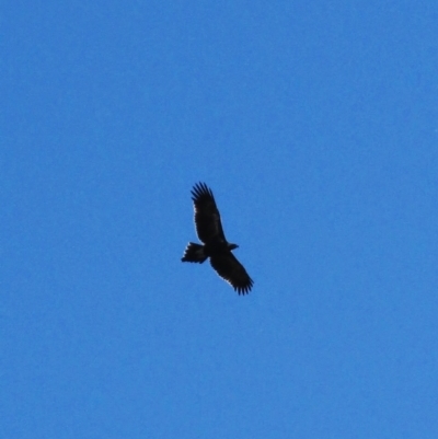 Aquila audax (Wedge-tailed Eagle) at Tharwa, ACT - 7 Jun 2014 by MB