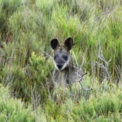 Wallabia bicolor (Swamp Wallaby) at Green Cape, NSW - 15 Nov 2014 by MB