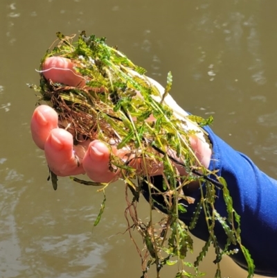 Potamogeton crispus (Curly Pondweed) at Kambah, ACT - 28 Feb 2024 by Angelanspeary