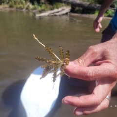 Potamogeton crispus (Curly Pondweed) at Kambah, ACT - 28 Feb 2024 by Angelanspeary