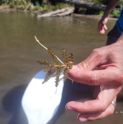 Potamogeton crispus (Curly Pondweed) at Kambah, ACT - 28 Feb 2024 by Angelanspeary