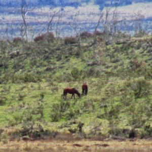 Equus caballus at Tantangara, NSW - 5 Oct 2014