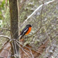 Petroica phoenicea (Flame Robin) at Cooleman, NSW - 5 Oct 2014 by MB