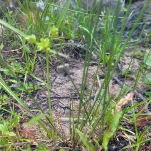 Cyperus eragrostis at Kambah, ACT - 28 Feb 2024 12:03 PM