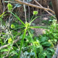 Cyperus eragrostis (Umbrella Sedge) at Kambah, ACT - 28 Feb 2024 by Angelanspeary