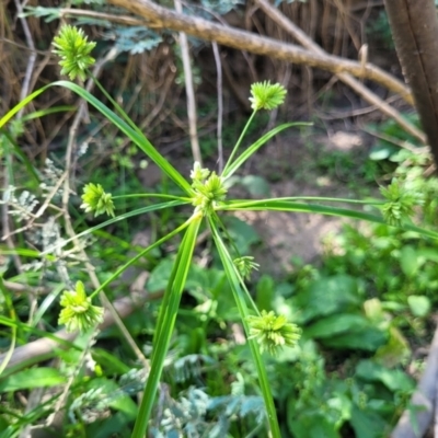 Cyperus eragrostis (Umbrella Sedge) at Kambah, ACT - 28 Feb 2024 by Angelanspeary