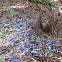 Ptilonorhynchus violaceus (Satin Bowerbird) at Shelley, VIC - 25 Jan 2014 by MB