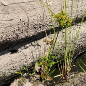 Cyperus eragrostis at Kambah, ACT - 28 Feb 2024 02:19 PM