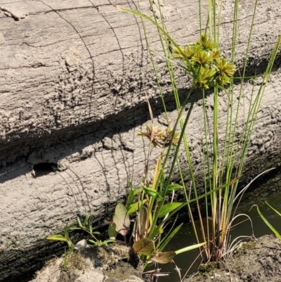 Cyperus eragrostis (Umbrella Sedge) at Kambah, ACT - 28 Feb 2024 by Angelanspeary