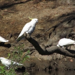 Cacatua galerita (Sulphur-crested Cockatoo) at Walwa, VIC - 26 Jan 2014 by MB