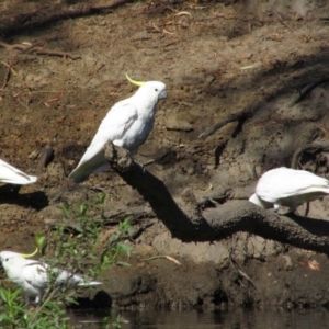 Cacatua galerita at Walwa, VIC - 26 Jan 2014