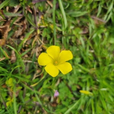 Oxalis pes-caprae (Soursob) at Parkes, NSW - 19 Aug 2024 by Csteele4