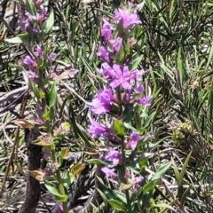 Lythrum salicaria (Purple Loosestrife) at Kambah, ACT - 28 Feb 2024 by Angelanspeary