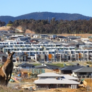 Macropus giganteus at Nicholls, ACT - 10 Aug 2013 11:22 AM
