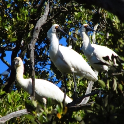 Platalea regia (Royal Spoonbill) at Woollamia, NSW - 12 Oct 2013 by MB