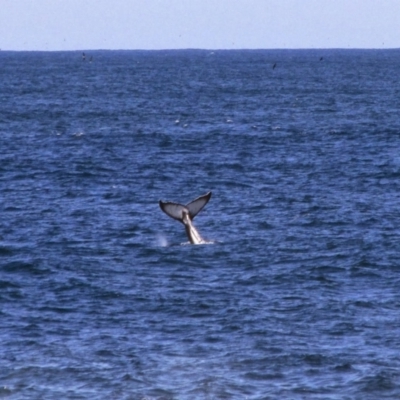 Megaptera novaeangliae (Humpback Whale) at Jervis Bay, JBT - 16 Oct 2013 by MB