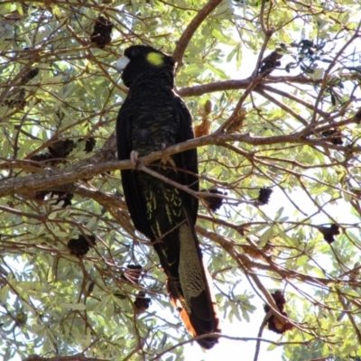 Zanda funerea (Yellow-tailed Black-Cockatoo) at Jervis Bay, JBT - 16 Oct 2013 by MB