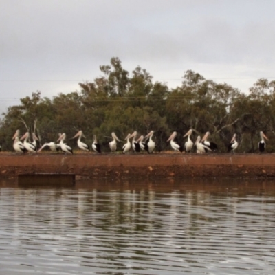 Pelecanus conspicillatus (Australian Pelican) at Nyngan, NSW - 15 Jul 2013 by MB