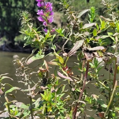 Lythrum salicaria (Purple Loosestrife) at Kambah, ACT - 28 Feb 2024 by Angelanspeary