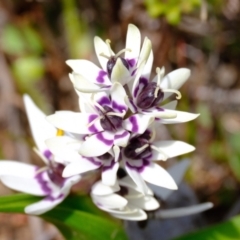 Wurmbea dioica subsp. dioica (Early Nancy) at Strathnairn, ACT - 19 Aug 2024 by Kurt