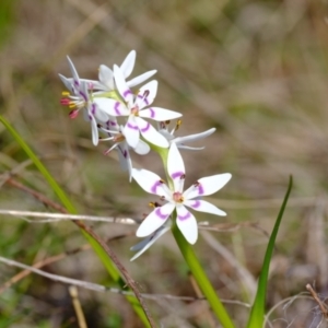 Wurmbea dioica subsp. dioica at Strathnairn, ACT - 19 Aug 2024