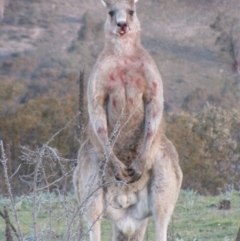 Macropus giganteus (Eastern Grey Kangaroo) at Theodore, ACT - 8 Oct 2009 by MB