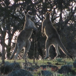 Macropus giganteus at Theodore, ACT - 8 Oct 2009