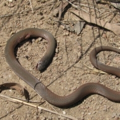 Drysdalia coronoides (White-lipped Snake) at Bumbalong, NSW - 14 Feb 2013 by MB