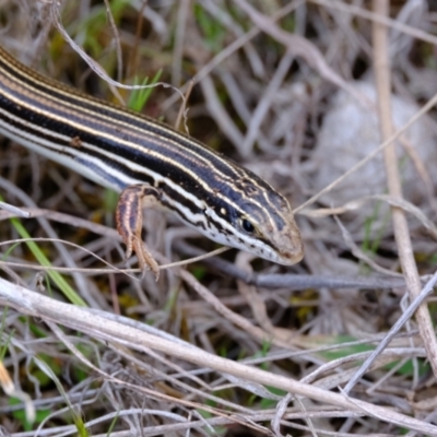 Ctenotus taeniolatus (Copper-tailed Skink) at Strathnairn, ACT - 19 Aug 2024 by Kurt