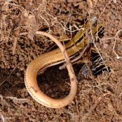 Ctenotus taeniolatus at Strathnairn, ACT - 19 Aug 2024