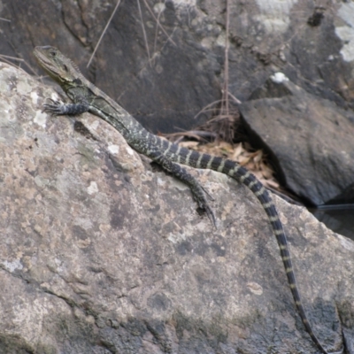 Intellagama lesueurii howittii (Gippsland Water Dragon) at Tallong, NSW - 4 Feb 2013 by MB