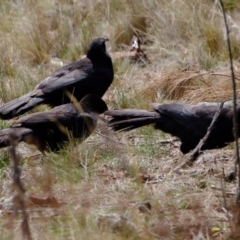 Corcorax melanorhamphos (White-winged Chough) at Strathnairn, ACT - 19 Aug 2024 by Kurt