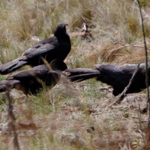 Corcorax melanorhamphos at Strathnairn, ACT - 19 Aug 2024 01:48 PM