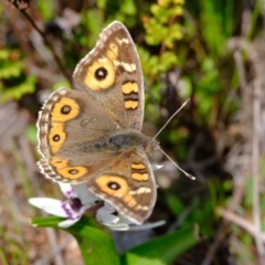 Junonia villida (Meadow Argus) at Strathnairn, ACT - 19 Aug 2024 by Kurt