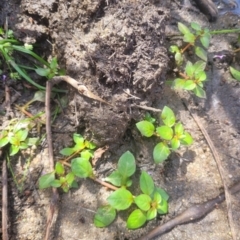 Ludwigia palustris (Marsh Purslane) at Kambah, ACT - 28 Feb 2024 by Angelanspeary