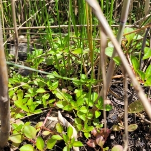 Ludwigia palustris at Kambah, ACT - 28 Feb 2024 01:13 PM