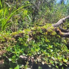 Ludwigia palustris (Marsh Purslane) at Kambah, ACT - 28 Feb 2024 by Angelanspeary