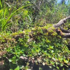 Ludwigia palustris at Kambah, ACT - 28 Feb 2024 01:29 PM