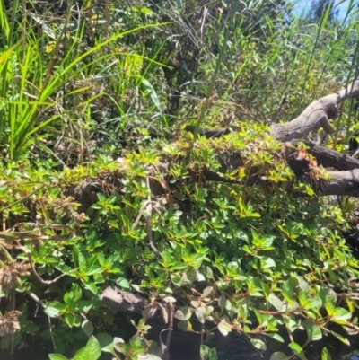 Ludwigia palustris (Marsh Purslane) at Kambah, ACT - 28 Feb 2024 by Angelanspeary