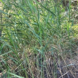 Phragmites australis at Kambah, ACT - 28 Feb 2024