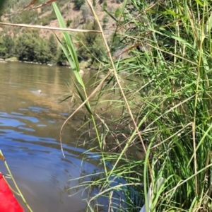 Phragmites australis at Kambah, ACT - 28 Feb 2024