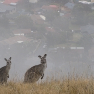 Macropus giganteus at Theodore, ACT - 2 Jun 2012 11:07 AM